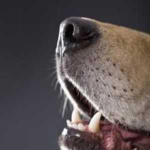 कुत्तों के लिए चिकित्सकीय देखभाल: बुरी सांस को खत्म करने के लिए अपने कुत्ते के दांतों को ब्रश करें