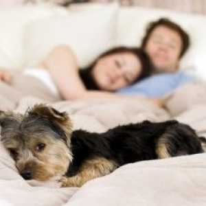 कुत्ते को अपने बिस्तर में सोने से रोकने के लिए कैसे सिखाया जाए