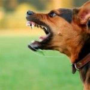 अन्य कुत्तों के प्रति दयालु होने के लिए आक्रामक कुत्ते को प्रशिक्षित कैसे करें