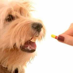 कुत्तों के लिए Amoxicillin