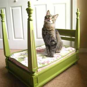 अपनी प्यारी बिल्ली के लिए एक लक्जरी बिस्तर कैसे बनाएं