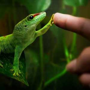 एक gecko gecko के पर्यावरण को कैसे तैयार करें