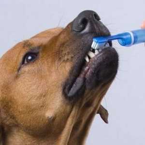 स्वाभाविक रूप से अपने कुत्ते के दांत कैसे साफ करें
