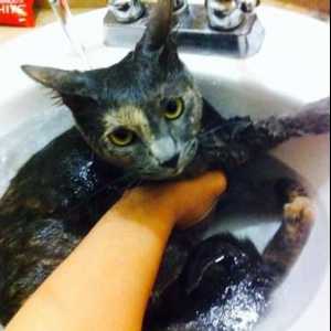 क्या आपको अपनी बिल्ली को स्नान करना चाहिए?