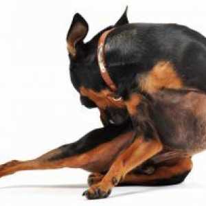 कुत्तों में fleas के कारण एलर्जी डार्माटाइटिस