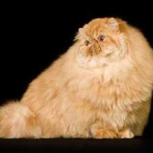 यूनिकोलर लाल फारसी बिल्ली का विवरण और उत्पत्ति