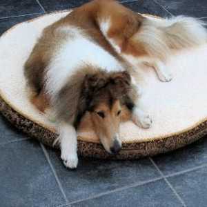 ठंडे मौसम में कुत्तों के लिए बेहतर बिस्तर