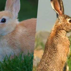 खरगोश और खरगोश के बीच मतभेद