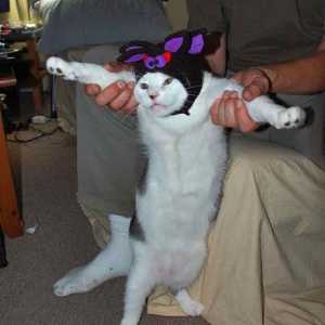 हेलोवीन वेशभूषा जो आपकी बिल्ली कभी नहीं पहनती