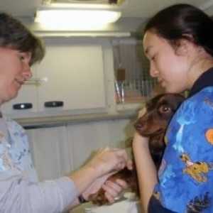 कुत्ते में टीकों के दुष्प्रभाव