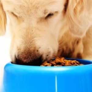 कुत्ते का भोजन और आहार