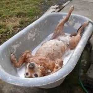 कुत्ते का स्नान, मौलिक स्वच्छता की आदत