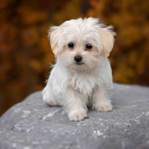 माल्टीज़ बिचॉन: एक छोटा और चंचल कुत्ता