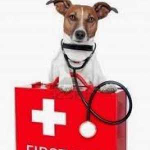 कुत्ते की प्राथमिक चिकित्सा किट: इसमें क्या होना चाहिए?