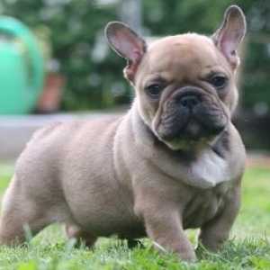 फ्रांसीसी बुलडॉग अपने छोटे आकार के बावजूद एक मजबूत कुत्ता है
