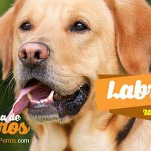 लैब्राडोर, सबसे लोकप्रिय कुत्तों में से एक और ठीक है