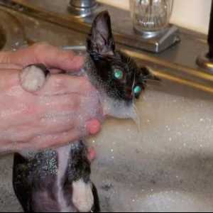 एक बिल्ली के बच्चे का सही स्नान, छवियों में कदम से कदम