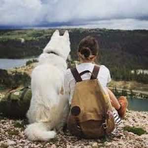 पहाड़ पर कुत्ता: एक सुरक्षित सवारी के लिए युक्तियाँ
