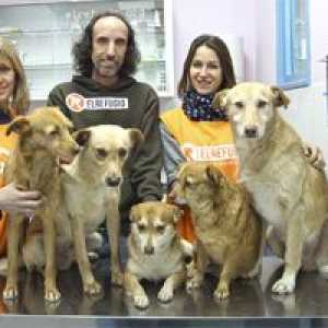 शरण ने बारह कुत्तों को बचाया जो "नोई सिंड्रोम" वाले व्यक्ति के साथ रहते थे