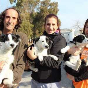 शरणार्थी कुत्तों के एक परिवार को बचाता है जिसे चार महीने तक छोड़ दिया गया था