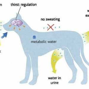 कुत्तों में पानी की भूमिका