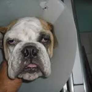 हॉर्नर सिंड्रोम: कुत्ते की तंत्रिका तंत्र की एक बीमारी