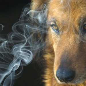 निष्क्रिय धूम्रपान पालतू जानवरों को भी नुकसान पहुंचाता है