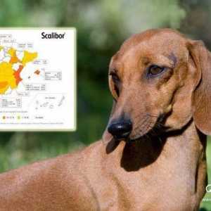 स्पेन में, लगभग 385,000 कुत्ते हर साल लीशमैनियासिस से पीड़ित होते हैं