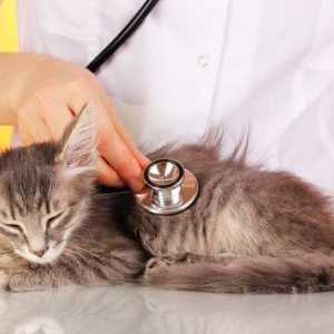 बिल्लियों में गुर्दे की बीमारियां - लक्षण और प्रकार