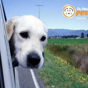 कार से यात्रा करते समय हमारे कुत्ते को बीमार होने से रोकें