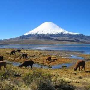 क्षेत्रों द्वारा चिली जीव - चिली जानवरों