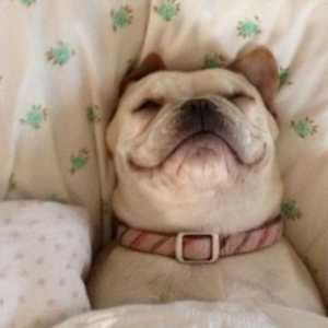 सोने के निविदा कुत्तों की तस्वीरें