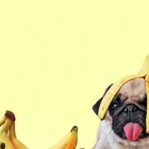 फल आपका कुत्ता खा सकता है