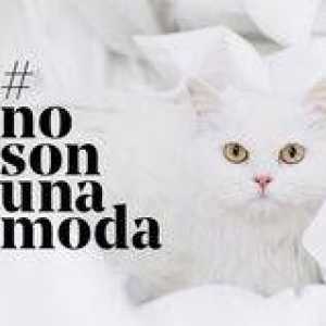 फंडासिऑन एफ़िनिटी ने जानवरों के त्याग के खिलाफ अभियान # नोसनोनमोडाडा लॉन्च किया