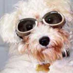 कुत्तों के लिए धूप का चश्मा