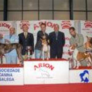 गैलिसिया। एल और ली राष्ट्रीय प्रदर्शनी और एक्सएक्स अंतरराष्ट्रीय कुत्ते