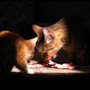 `बिल्ली`: भोजन की तलाश (अध्याय 2)