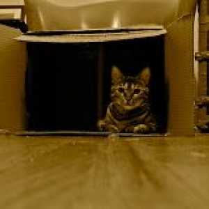 `बिल्ली`: एक गत्ते के बक्से में (अध्याय 3)