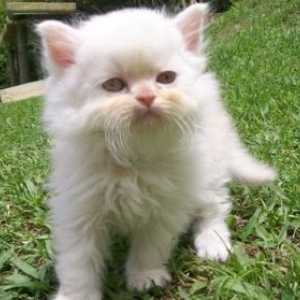 सफेद फारसी बिल्ली आँख नारंगी