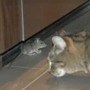`बिल्ली`: चूहों के साथ संबंध (अध्याय 4)