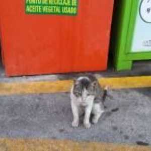 ग्रेनाडा में बिल्लियों मदद की तलाश में है