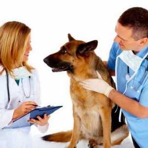 कुत्तों, लक्षणों और उपचार में दिल की कीड़े