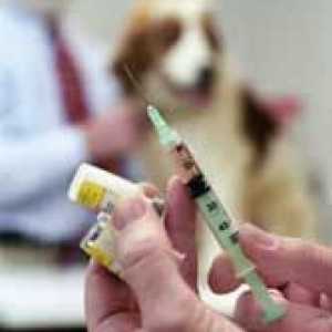 कुत्तों को कितनी बार परवोविरस टीका की आवश्यकता होती है?