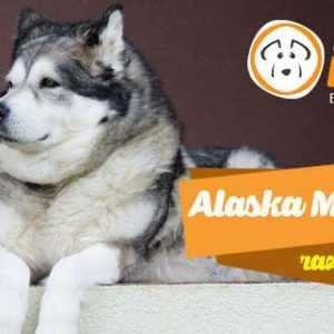 अलास्का malamute, निष्ठा, ताकत और शून्य से नीचे नॉर्डिक प्रतिरोध