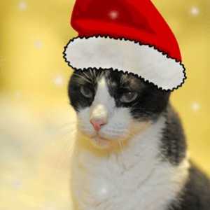 अपनी बिल्ली की तस्वीर के साथ आसानी से क्रिसमस पोस्टकार्ड बनाएं