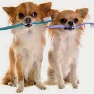 कुत्तों में चिकित्सकीय स्वच्छता: टिप्स