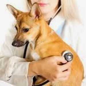 कुत्तों में उच्च रक्तचाप, अन्य बीमारियों का अलार्म
