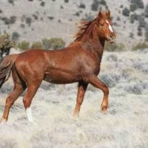 Mustang घोड़ों की दौड़ का इतिहास