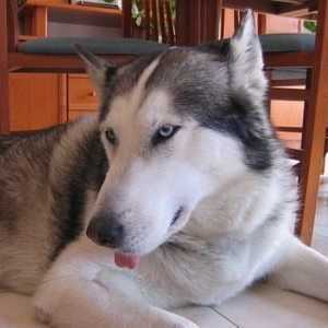साइबेरियाई हुस्की और अलास्का मालम्यूट एक ही कुत्ते को संदर्भित करते हैं?