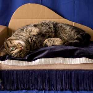 बिल्लियों के लिए एक कार्डबोर्ड सोफे को अनुकूलित करने के विचार